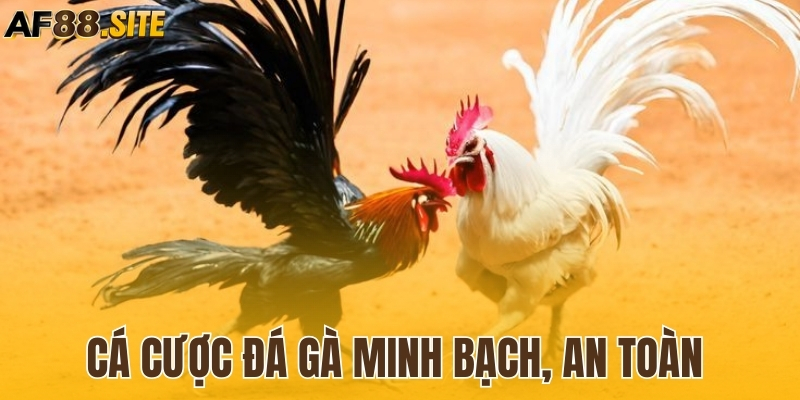 Cá cược minh bạch, an toàn với đá gà AF88