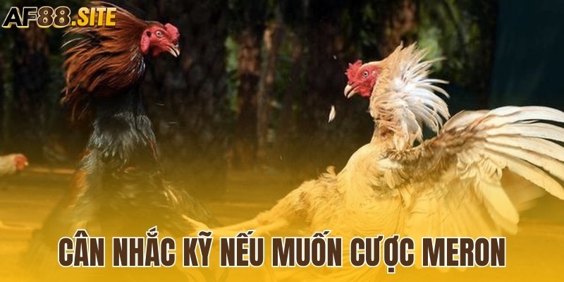 Cân nhắc kỹ nếu muốn cược meron