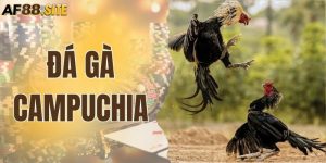 Đá Gà Campuchia - Đấu Trường Hợp Pháp, Kịch Tính Từng Giây