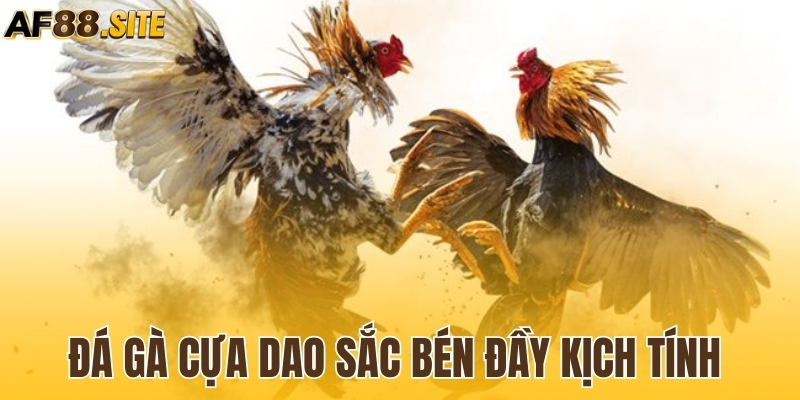 Đá gà cựa dao sắc bén đầy kịch tính 