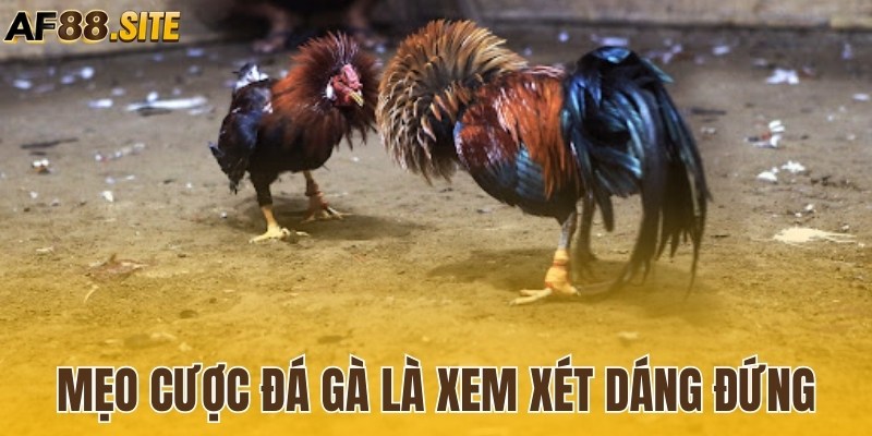 Mẹo cược đá gà là xem xét dáng đứng