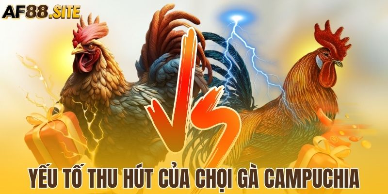 Những tiền tố thu hút của gà Campuchia